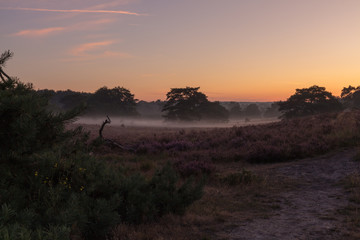 Brunsummerheide a national park in South Limburg in the Netherlands with morning fog over the field in bloom and amazing colours in the sky