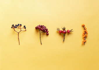 Rose hip, rowanberry, sea buckthorn and  virginia creeper on yellow background autumn concept minimal
