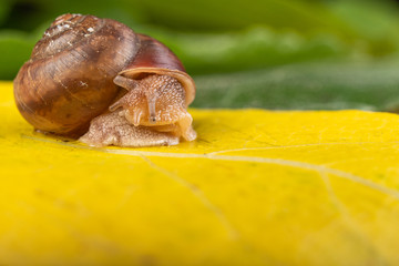 Little snail on a green leaf. A mollusk with a small house on the back.