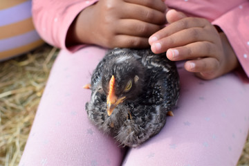 The child holds a chicken in his hands. Hands close-up. African black child.