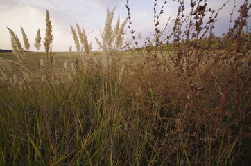 Fototapeta premium grass and sky