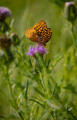 butterfly on a flower