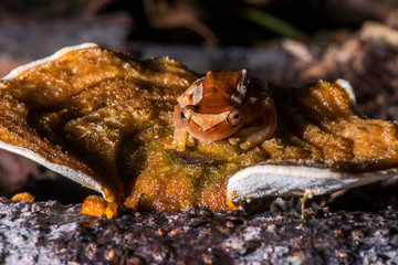 Elegant forest treefrog photographed in Conceicao da Barra, Espirito Santo. Southeast of Brazil. Atlantic Forest Biome. Picture made in 2013.
