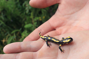 Salamandre sauvée
