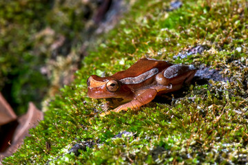 Elegant forest treefrog photographed in Conceicao da Barra, Espirito Santo. Southeast of Brazil. Atlantic Forest Biome. Picture made in 2013.
