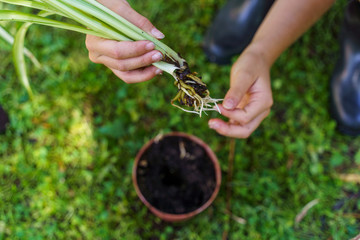 Ecological green values. Gardening and seeding roots in the home backyard.