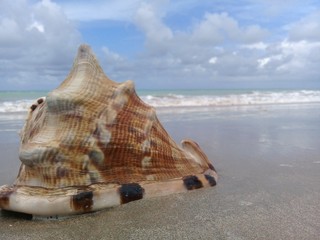 Big seashell on the sand by the sea