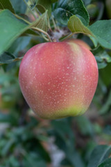 Closeup Apple Branch With Fruit