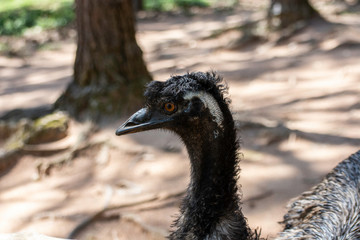 Avestruz