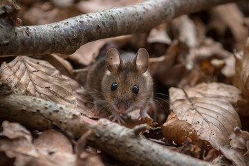 Naklejka na ściany i meble Wood Mouse - Apodemus sylvaticus - looking straight at you
