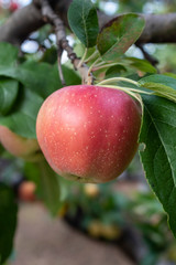 Closeup Apple Branch With Fruit