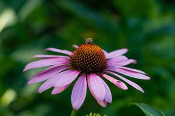 Obraz premium bee on a flower
