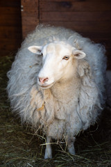 Full length portrait of white sheep in cote door