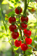 Cluster of small round red tomatoes on the stem