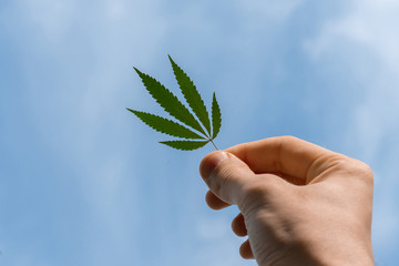 hand with a cannabis hemp leaf against the sky, legalize concept