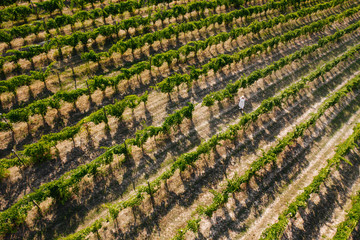 Aerial view of beautiful girl in hat stands on large vineyard plantation.