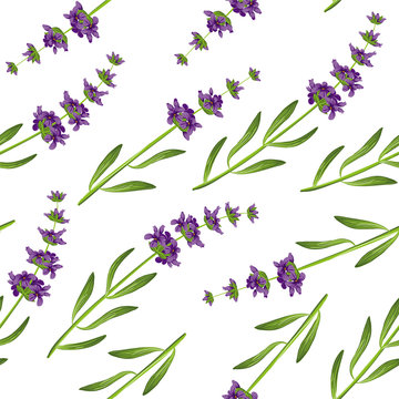 Seamless pattern with lavender. Vector illustration EPS 10