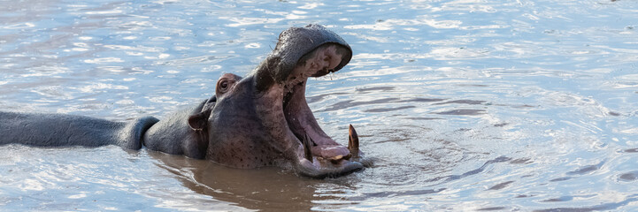 Fototapeta premium hippopotamus yawning, mouth wide open, in the lake in Africa