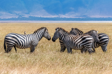 Fototapeta na wymiar Herd of zebras in the Ngorongoro caldera, panorama of the crater