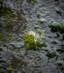 Close up of moss with frozen water