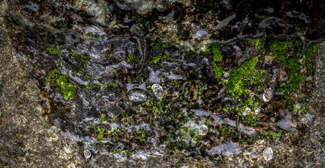 Close up view of moss with frozen water on ground