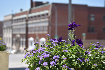 flowers in front of a house