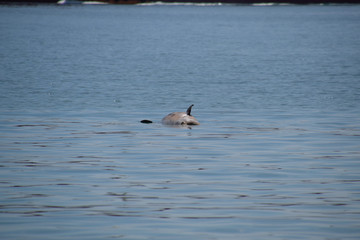 The body of a dead dolphin swims in the sea. dead dolphin in the Cimes bay.