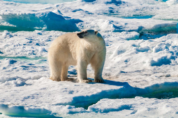 Polar bear walking on a large ice pack in the Arctic Circle, Barentsoya, Svalbard, Norway © Don Landwehrle
