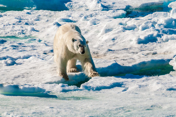 Polar bear walking on a large ice pack in the Arctic Circle, Barentsoya, Svalbard, Norway © Don Landwehrle