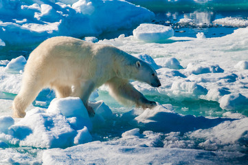 Polar bear walking between ice floats on a large ice pack in the Arctic Circle, Barentsoya, Svalbard, Norway © Don Landwehrle