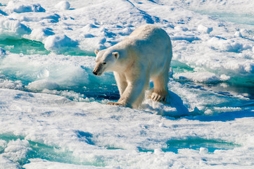 Polar bear walking between ice floats on a large ice pack in the Arctic Circle, Barentsoya, Svalbard, Norway © Don Landwehrle