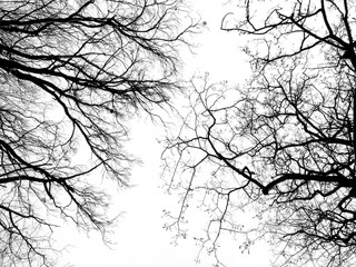 Branches and twigs of trees without leaves in winter. Photographed against the overcast sky from below. Contrast images.