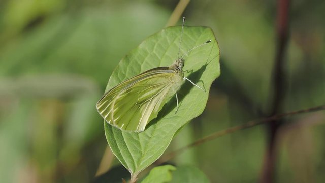 Green-veined white butterfly. Green-veined butterfly (Pieris napi) resting on a leaf