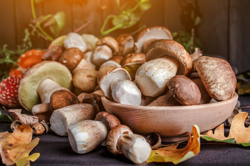 Mushroom over Wooden Background. Autumn Cep Mushrooms on wood. Autumn forest fruit