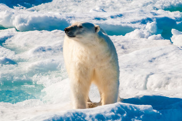 Polar bear walking on a large ice pack in the Arctic Circle, Barentsoya, Svalbard, Norway © Don Landwehrle