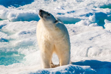 Polar bear walking on a large ice pack in the Arctic Circle, Barentsoya, Svalbard, Norway © Don Landwehrle