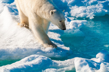 Polar bear walking between ice floats on a large ice pack in the Arctic Circle, Barentsoya, Svalbard, Norway © Don Landwehrle