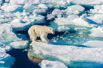 Polar bear walking between ice floats on a large ice pack in the Arctic Circle, Barentsoya, Svalbard, Norway © Don Landwehrle