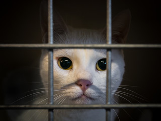 Cat behind bars in the Asylum