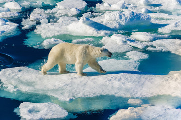 Polar bear walking between ice floats on a large ice pack in the Arctic Circle, Barentsoya, Svalbard, Norway © Don Landwehrle