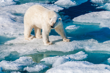 Polar bear walking between ice floats on a large ice pack in the Arctic Circle, Barentsoya, Svalbard, Norway © Don Landwehrle