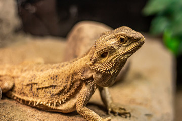 Bearded Dragon Up Close