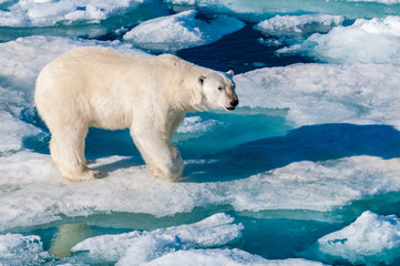 Polar bear walking between ice floats on a large ice pack in the Arctic Circle, Barentsoya, Svalbard, Norway © Don Landwehrle
