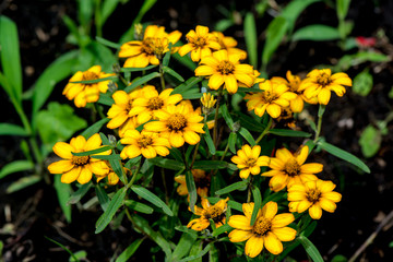瀬の本高原の花