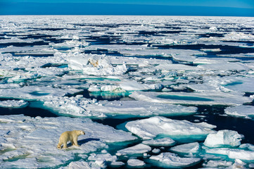 Polar bear walking between ice floats on a large ice pack in the Arctic Circle, Barentsoya, Svalbard, Norway © Don Landwehrle