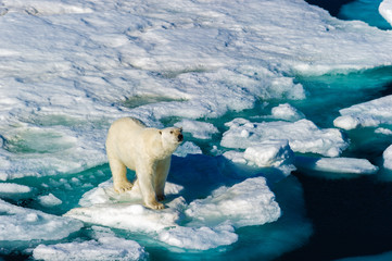 Polar bear walking between ice floats on a large ice pack in the Arctic Circle, Barentsoya, Svalbard, Norway