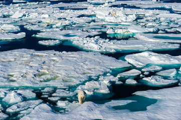 Polar bear walking between ice floats on a large ice pack in the Arctic Circle, Barentsoya, Svalbard, Norway © Don Landwehrle