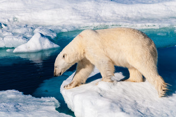 Polar bear walking between ice floats on a large ice pack in the Arctic Circle, Barentsoya, Svalbard, Norway © Don Landwehrle