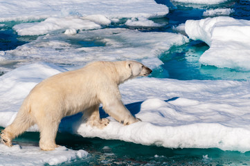 Polar bear walking between ice floats on a large ice pack in the Arctic Circle, Barentsoya, Svalbard, Norway © Don Landwehrle