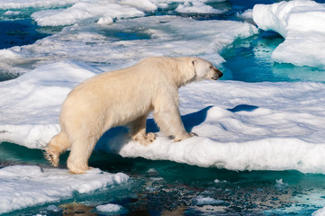 Polar bear walking between ice floats on a large ice pack in the Arctic Circle, Barentsoya, Svalbard, Norway